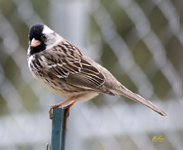 Harris Sparrow